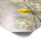 Fotografie Yellow Warbler Foto Afdruk (Hoek)