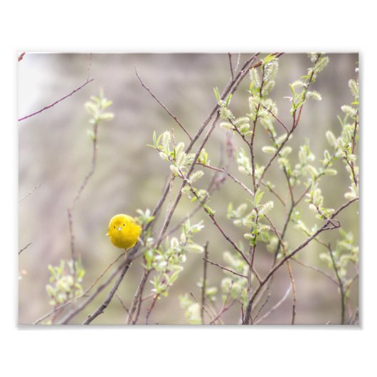 Fotografie Yellow Warbler Foto Afdruk (Voorkant)