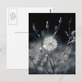 Fotografie zwart-wit Dandelion Briefkaart (Voorkant / Achterkant)