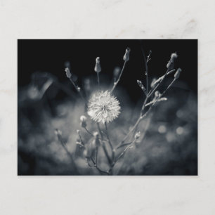 Fotografie zwart-wit Dandelion Briefkaart