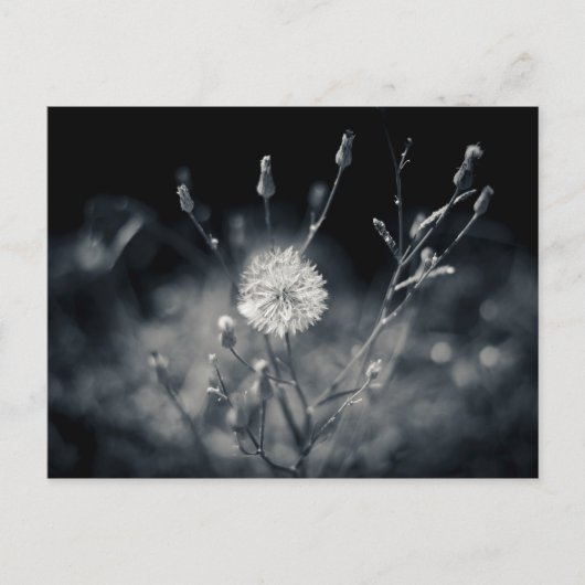 Fotografie zwart-wit Dandelion Briefkaart (Voorkant)
