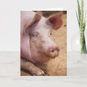 FOTOGRAFIEKAART VAN EEN VARKEN KAART