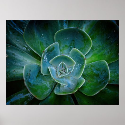 Fotografisch kunstwerk - Evergreen Plant Poster (Voorkant)