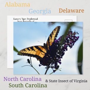 Fotografisch oostelijke tijger Swallowtail Butterf Briefkaart