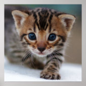 FOTOGRAFISCH POSTER KITTEN (Voorkant)