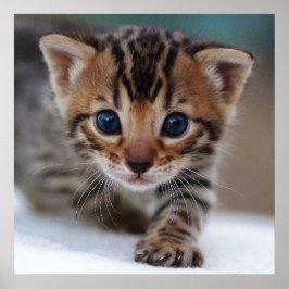 FOTOGRAFISCH POSTER KITTEN