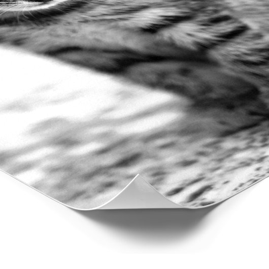 FOTOGRAFISCH POSTER KITTEN (Hoek)