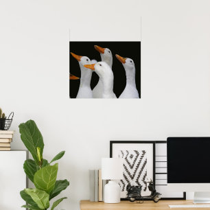 Fotografische afbeelding van een groep witte eende poster