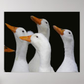 Fotografische afbeelding van een groep witte eende poster (Voorkant)