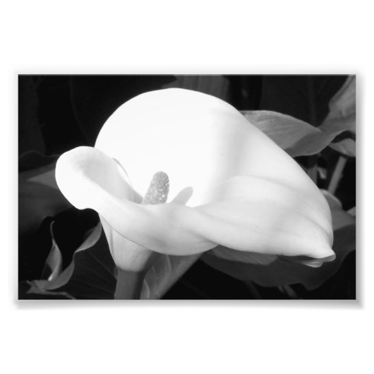 Fotografische afdruk Cala Lily (Voorkant)