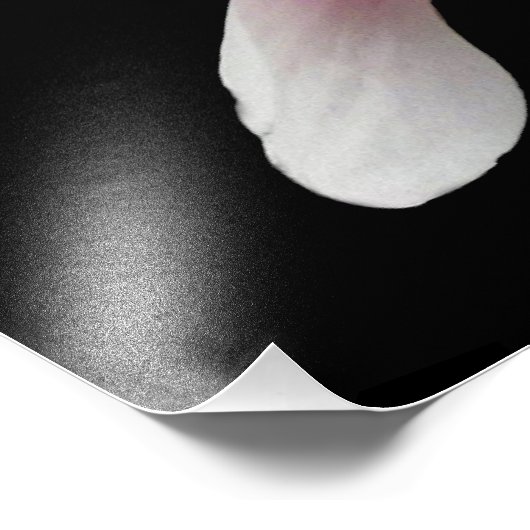 Fotografische afdruk 'Magnolia in Bloom' (Hoek)