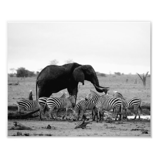 Fotografische afdruk Olifant & Zebras (Voorkant)