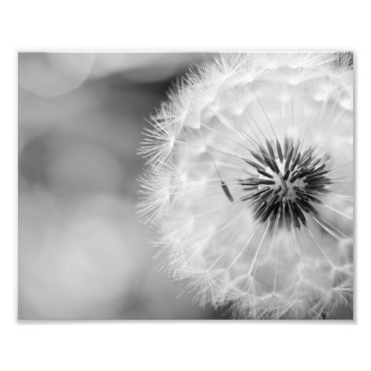 Fotografische afdruk Paardenbloem (Voorkant)