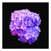 Fotografische afdruk "Paarse hydrangea Bloom" (Voorkant)