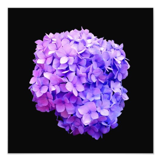 Fotografische afdruk "Paarse hydrangea Bloom" (Voorkant)