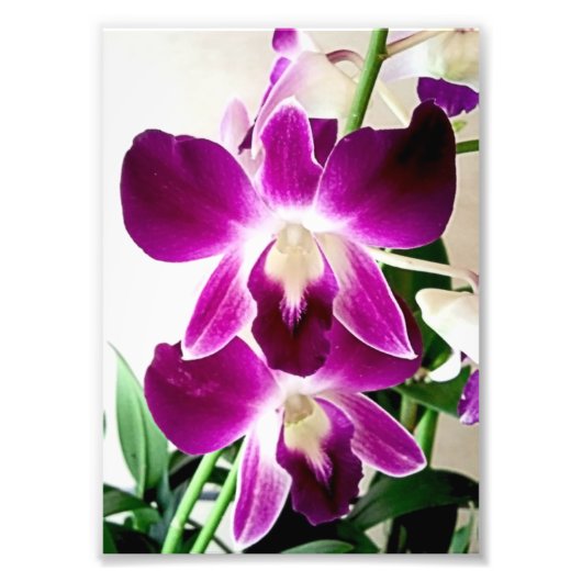 Fotografische afdruk Paarse Orchideeën (Voorkant)