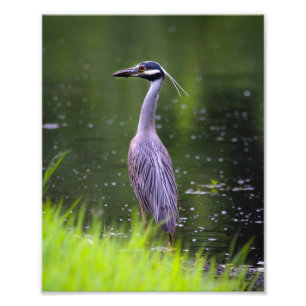 Fotografische afdruk-Reiger vogel Foto Afdruk