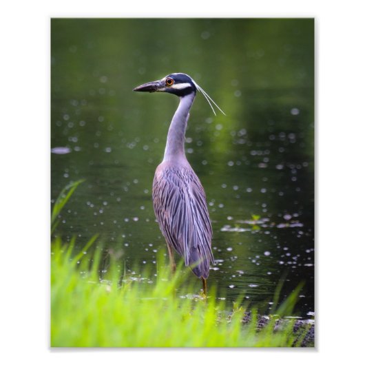 Fotografische afdruk-Reiger vogel Foto Afdruk (Voorkant)