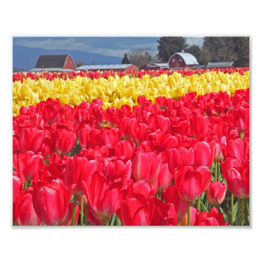 Fotografische afdruk rode en gele tulpen (Voorkant)