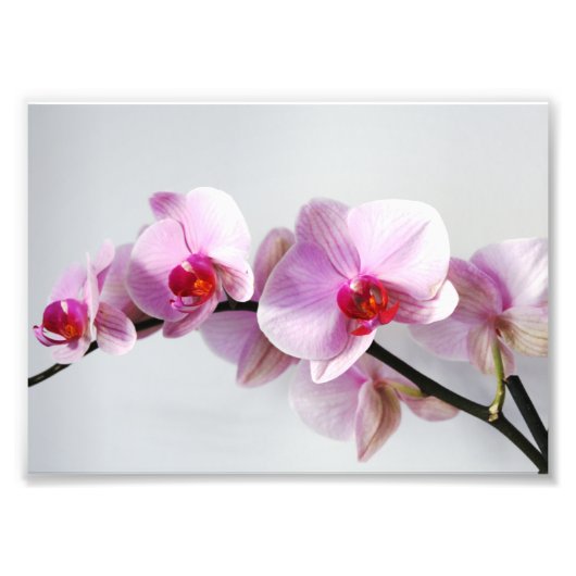 Fotografische afdruk Roze Orchideeën (Voorkant)