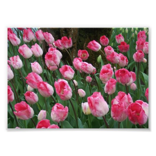Fotografische afdruk Roze Tulpen (Voorkant)
