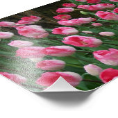 Fotografische afdruk Roze Tulpen (Hoek)