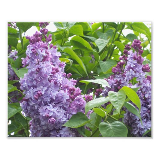Fotografische afdruk Sering (Voorkant)