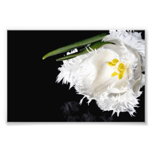 Fotografische afdruk Tulp
