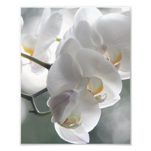 Fotografische afdruk Witte Orchideeën (Voorkant)