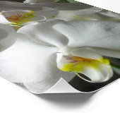 Fotografische afdruk Witte Orchideeën (Hoek)