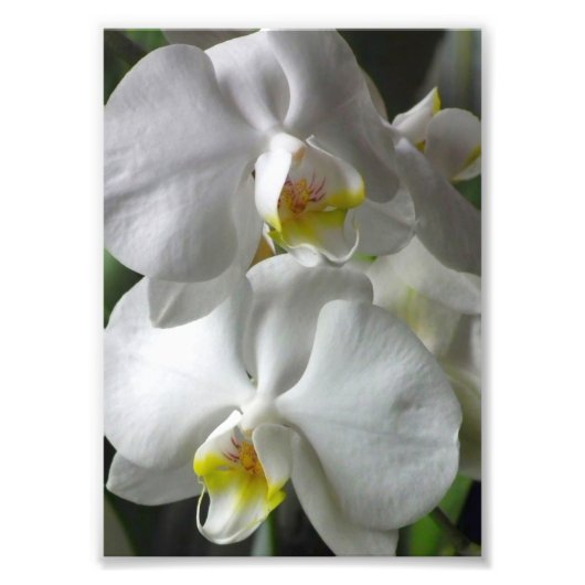 Fotografische afdruk Witte Orchideeën (Voorkant)