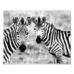 Fotografische afdruk zebra's