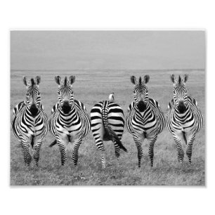 Fotografische afdruk zebra's