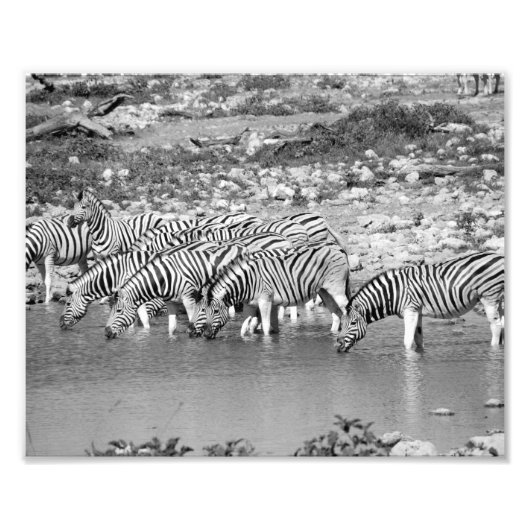 Fotografische afdruk zebra's (Voorkant)