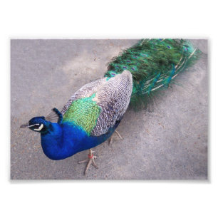 Fotografische afdrukken foto afdruk