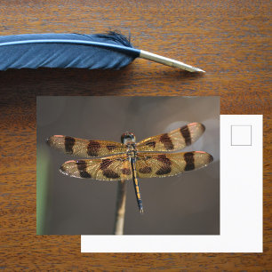 Fotografische Natuur Golden Dragonfly Briefkaart