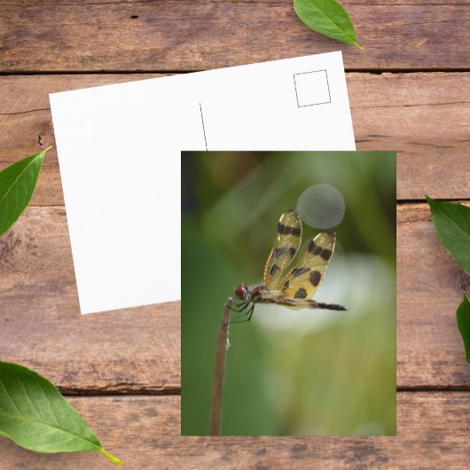 Fotografische Natuur Golden Dragonfly Briefkaart