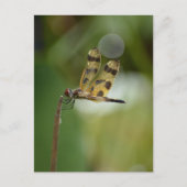 Fotografische Natuur Golden Dragonfly Briefkaart (Voorkant)
