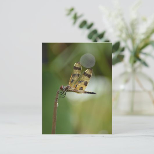 Fotografische Natuur Golden Dragonfly Briefkaart (Staand voorkant)