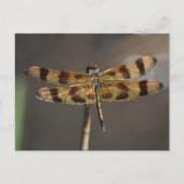 Fotografische Natuur Golden Dragonfly Briefkaart (Voorkant)