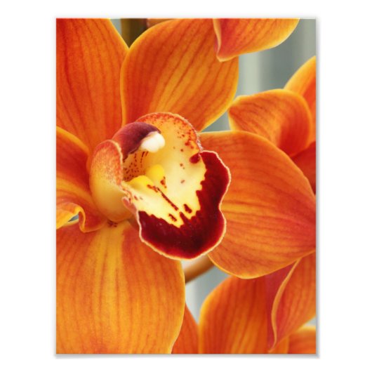 Fotografische print orchideeën foto afdruk (Voorkant)