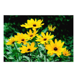 Fotografische print van 'Black Eyed Susans' Foto Afdruk