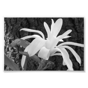 Fotografische printster Magnolia Foto Afdruk