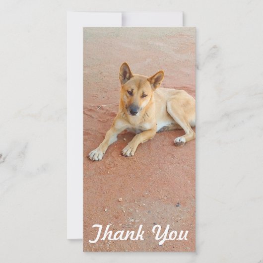 Fotokaart - Australische dingo Bedankkaart (Voorkant)