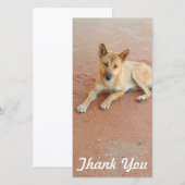 Fotokaart - Australische dingo Bedankkaart (Voorkant / Achterkant)