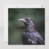 Fotokaart met carrion crow-natuur (Voorkant)