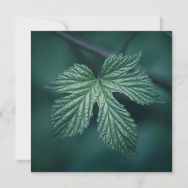 Fotokaart met Humulus Leaf natuur