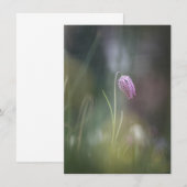 Fotokaart met kauwbloem Natuur (Voorkant / Achterkant)