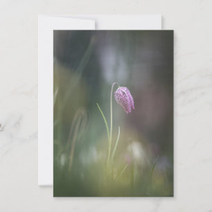 Fotokaart met kauwbloem Natuur