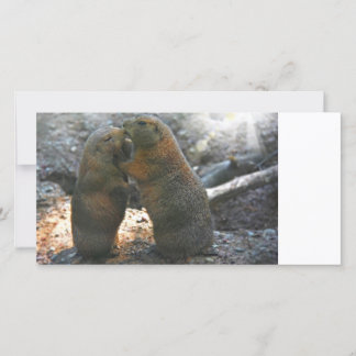 Fotokaart met leuk marmot koppel